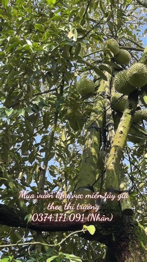 Video của tu_ma_y..63 (@tu_ma_y..63) với bản nhạc nhạc nền - Triết lý cuộc Sống🖤