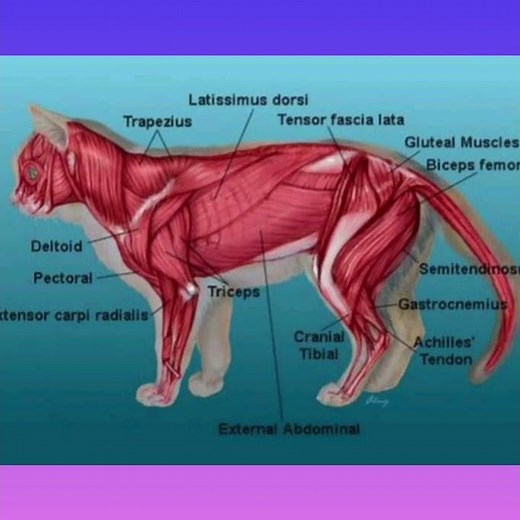 muscles of the cat .Anatomy