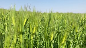Barley Field, Plants, Forage Barley. Free Stock Video