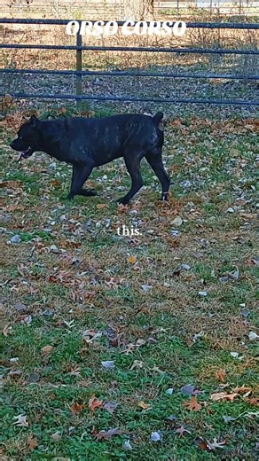 ORSO CORSO CANE CORSO ICCF Registered. #canecorso #phototrend #gratefulandblessed #fypシ゚viral #ilovemydogs