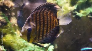Brown discus (Symphysodon aequifasciatus) in the current