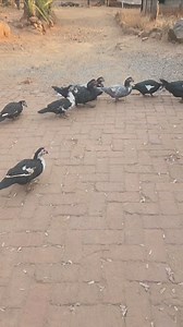 9.7K views · 117 reactions | Hazvina mhosva Mwari ndovanoziva | Tete Masivanda Tv | Facebook