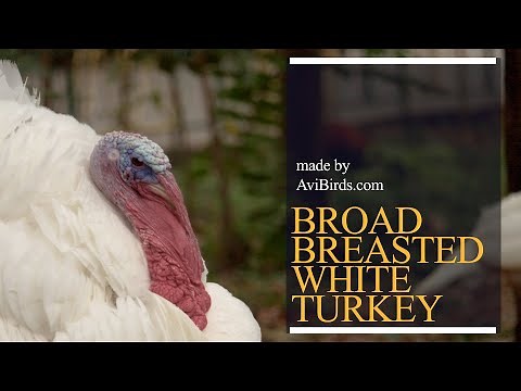 Broad-Breasted White Turkey