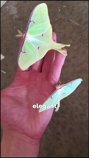 The Most Beautiful Moths in the World