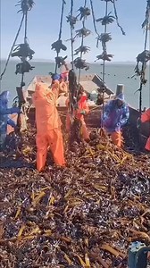 29K views · 142 reactions | "Harvesting Seaweed in Deep Seas: A Lucrative Chinese Enterprise" #China #SeaweedFarming #MarineAgriculture #SustainableBusiness #ProteinRich | Daily Dose of Facts | Facebook