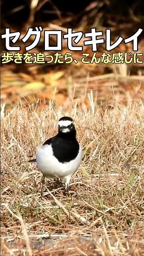 鳥・セグロセキレイ 編集で歩きを追ったら、こんな感じに😅