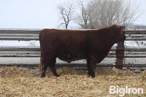 RIDGE RED 101 Red Angus 2 YO Bull | Livestock