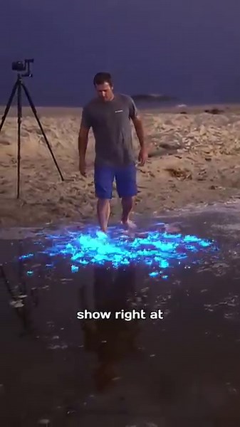 Magical Blue Waves: Real Bioluminescence in the Ocean