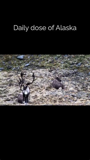 #Caribou #highcountryalaska #jeffpralle #hunt #alaska #lodgelife #guideslife #adventure #wildlife | High Country Alaska