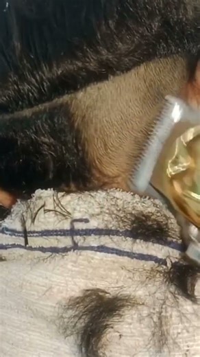 girl head shave 😍 ladies nape shave 🪒 head shaving #headshave #haircut