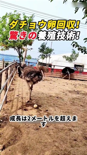 ダチョウ卵回収！ 驚きの養殖技術！ #ダチョウ #養殖 #農業 #卵 #動物管理