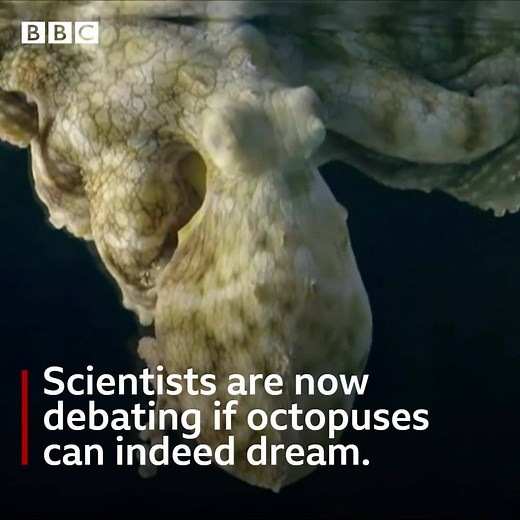 17K views · 756 reactions | Wake up and watch this! Do you dream like an octopus?! Scientists have been observing what they do when they sleep. Watch the video and tell me: 1) What is the plural noun of octopus? 2) What happens to an octopus when it sleeps? 3) How many hearts does an octopus have? #learnenglish #bbclearningenglish #elt #esl #octopus #wildlife #animals #dreaming [Images: ‘PBS NATURE’] | BBC Learning English | Facebook