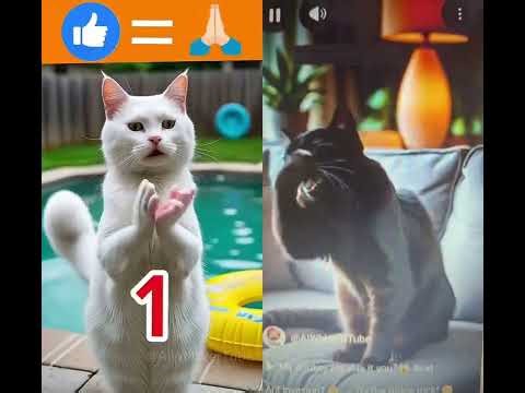 #cat what are your kitchen chuck in