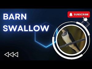 The Amazing Barn Swallow: Migration, Habitat, & More | Amazing Planet