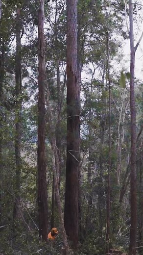 122 reactions · 12 shares | From Tree to Pole  Once trees are...