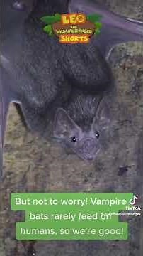 Vampire Bat FACTS! | Leo the Wildlife Ranger | #shorts