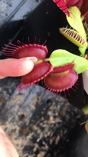 Une plante qui mange le vivant 🍀🦟🕷🐛 #plante #dionaea #powerAwesome #dionaeas #carnivore #dionee #drosera #serpent #insecte #aregnée
