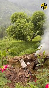 ईजा और पिठयाँ | Pagdandi