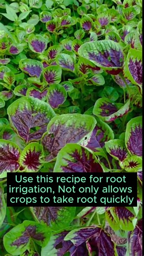 Root stimulator for plants #gardening #gardentools #gardeningtools #tool #tools #gardeningmakemehappy #handtools #cooltools #satisfying #gardeners #gardeninspiration #gardening #trees #tree #treesofinstagram #treestreestrees #treestagram #gardeningtips | Gardenning Moment