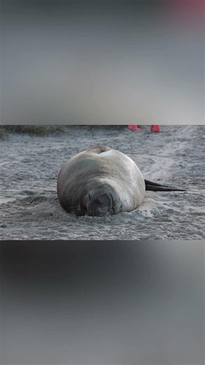 Neil the Seal: Elephant Seal's Beach Nap, incredible wildlife moment captured!