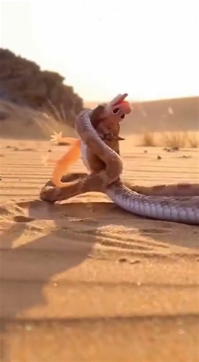 a NAMIB DAY GECKO passes directly in front of a DESERT HORNED VIPER. The snake reacts instantly