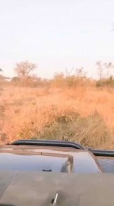 Such strength and agility can only be exuded by a leopard, nothing else!!! Absolutely incredible creature🐆 | Wildfriends Africa