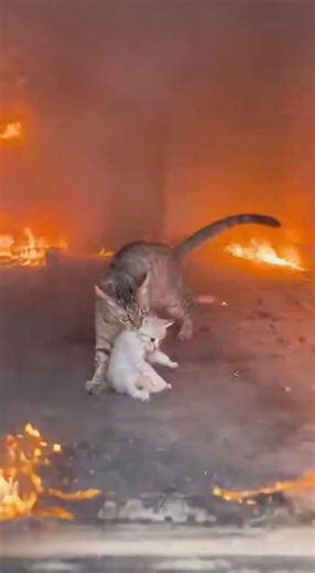 Cat Saves Kitten from Burning House