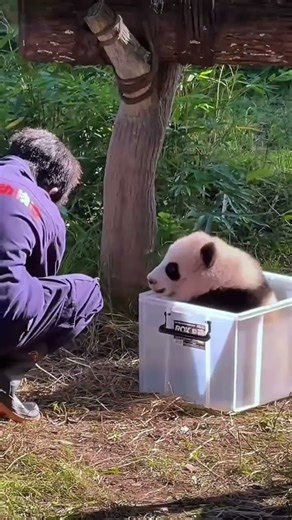 The panda baby's cry sounds like that of a puppy😂