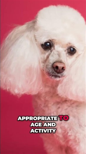 Poodle Health Secrets: Lifespan, Diet, Exercise & Risks Explained! #shorts