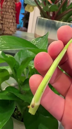 Easiest plant to propagate: Pothos! #Pothos #Propagation #PlantPropagation #Houseplants #IndoorPlant