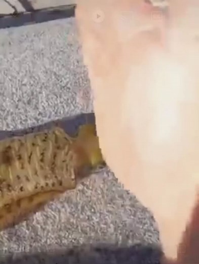 Agent 3 Encounter in Splatoon 2