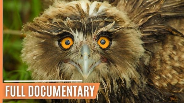 The Mystery Behind Animal Appearances | Unique Costumes, Colors, and Adaptations in Nature