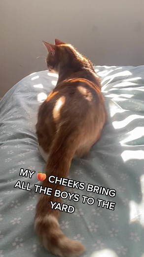 Poppy the Peach Cat: Fun and Fluffy Moments