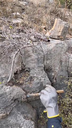 A large tree-shaped bonsai#bonsai #bonsaitrees #bonsaimini #bonsaigarden #盆栽