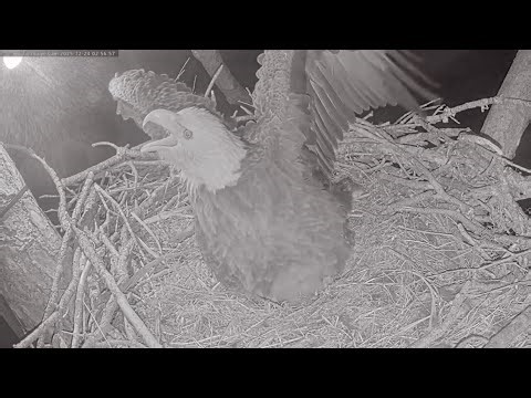 SWFL Eagles 12-24-25. M15 FLUSHES OWL from the NEST TREE! All are OK! 1ST Owl Event of Season.🦅🦉