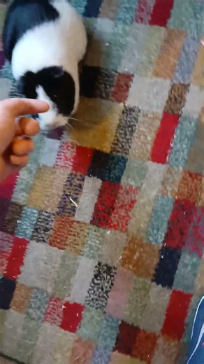 taming a wild guinea pig in the wild