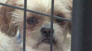 43K views · 2.6K reactions | Pet ownership is a commitment. Our...