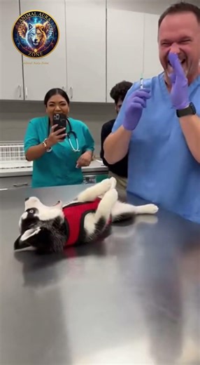 Tiny Puppy Steals Hearts During Routine Health Check