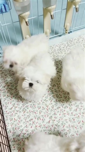 Maltese puppies for adoption on TikTok