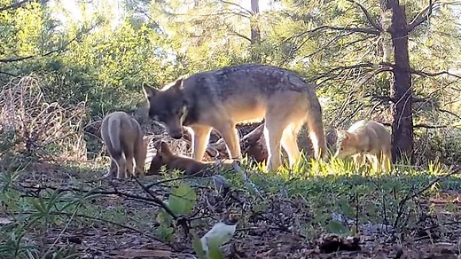 Gray wolf pack found in Shasta County, as species population in California makes comeback