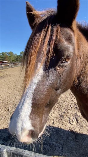 Vlogmas #16 - Pony Time ASMR🐴💗🎄 #horse #pony