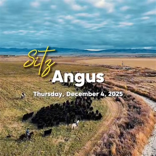 1.4K views · 12 shares | SITZ Angus 60th Annual Fall Production Sale Thursday, December 4, 2025, at the ranch in Harrison, Montana Sale begins at 11:00 a.m. Celebrate 60 years of fall sales and over a century of dedication to superior Angus genetics and the cattle industry. This year’s offering features a powerful lineup of bulls and females that exemplify the quality and consistency of the SITZ program. Catalog & Details: https://bit.ly/47TrCA6 | Livestock Digital | Facebook