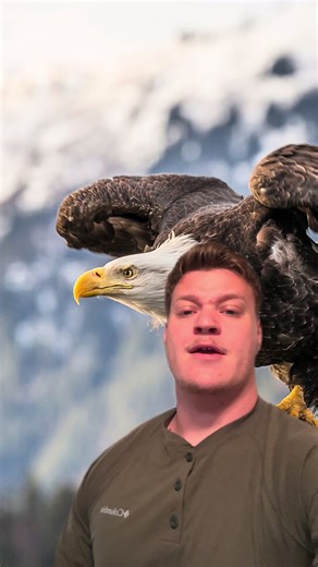 Bald Eagles: Nature's Majestic Sky Assassins