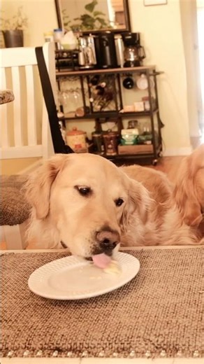 Charlie reminds me of the vacuum cleaner in Teletubbies #dogshorts #goldenretreivers #funny