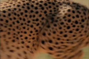 330K views · 10K reactions | Wild Cat Of Africa | Part - 2 | Wildlife Documentary in Hindi | #wildlife #animal #documentary #lion | Survive HD Wild Life | Facebook