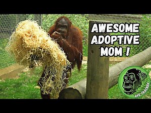 Amazing Orangutan Walking On two Legs !