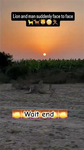 lion and man suddenly face to face |#shortsfeed #animalover #lionhead #thebigcatsanctuary #lion #yt
