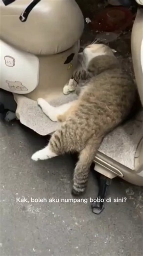 🥺 Kak, Boleh Aku Numpang Tidur? Seharian Aku Belum Dapat Makan... 🐱💔