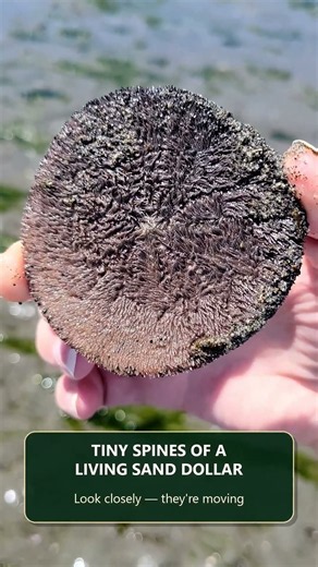 Tiny Spines on a Living Sand Dollar! | Dash Point State Park #shorts