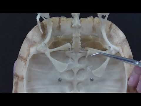 Turtle Skeleton